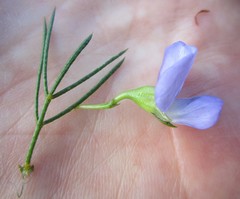 Psoralea azuroides