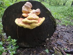 Laetiporus sulphureus