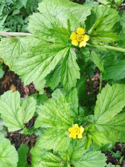 Geum macrophyllum