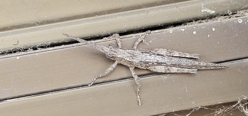 Bark-mimicking Grasshopper