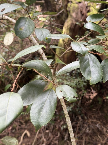 Actinidia callosa observed 2026-10-03