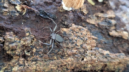 Vectius niger