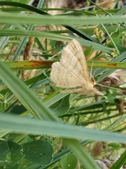 Idaea macilentaria
