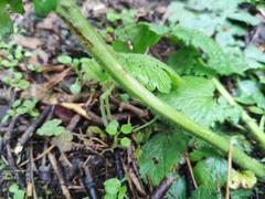 Geum macrophyllum