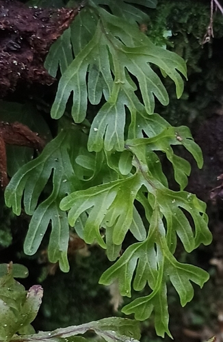 Hymenophyllum recurvum observed 2026-10-02