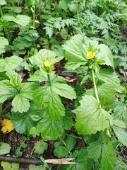 Geum macrophyllum