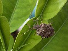 Halyomorpha halys