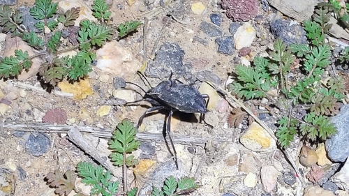 Embaphion contusum