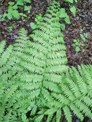Athyrium filix-femina