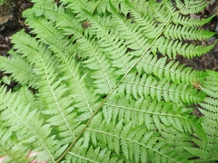 Athyrium filix-femina