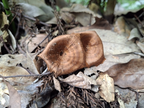 Coltricia cinnamomea observed 2026-10-03