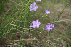 Linum nervosum