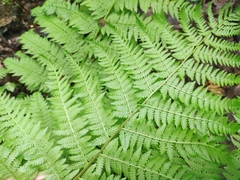 Athyrium filix-femina