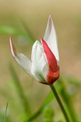 Tulipa clusiana