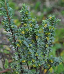 Pimelea serpyllifolia serpyllifolia