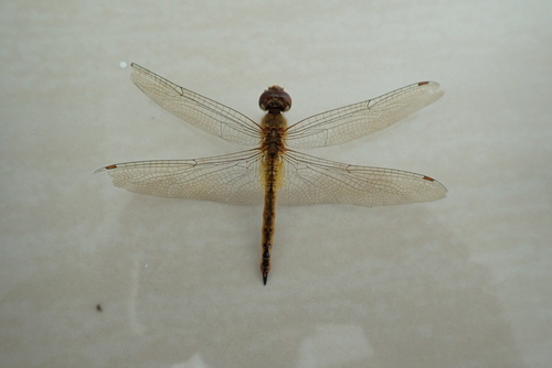 Wandering Glider