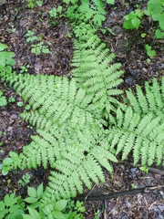 Athyrium filix-femina
