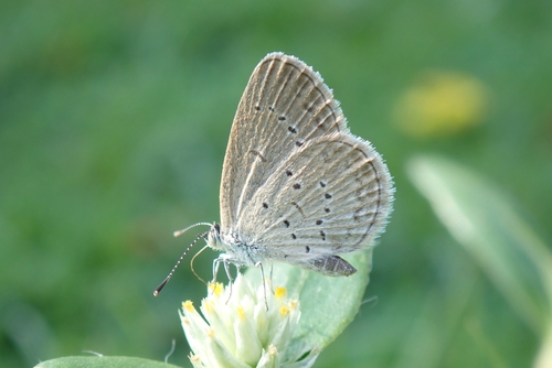 Lesser Grass Blue