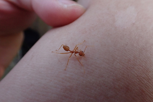 Asian Weaver Ant