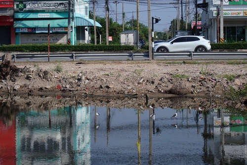 Black-winged Stilt