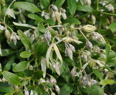 Clematis microphylla microphylla