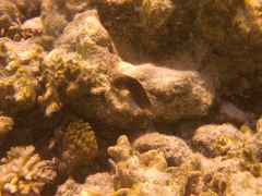 Blenniidae