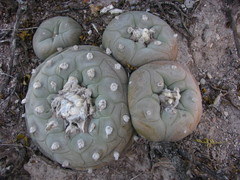 Lophophora diffusa