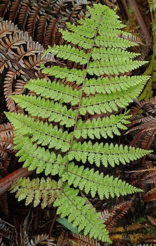 Asplenium, 2026-10-02