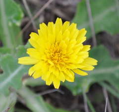 Sonchus megalocarpus
