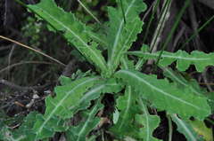 Sonchus megalocarpus