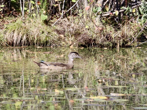 Wood Duck