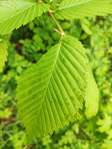 Paprastoji vinkšna nuotrauka