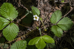 Fragaria viridis