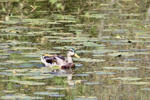 Mallard
