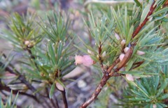 Brachyloma ericoides