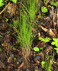 Carex onoei
