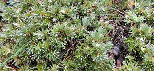 Styphelia adscendens observed 2026-10-03