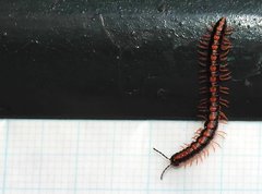 Helicorthomorpha holstii