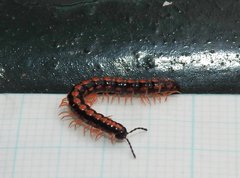 Helicorthomorpha holstii