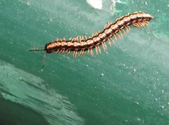 Helicorthomorpha holstii