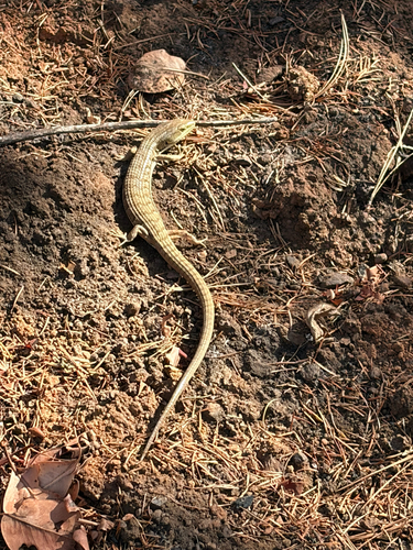 Southern Alligator Lizard