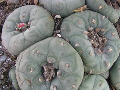 Lophophora diffusa