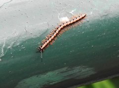 Helicorthomorpha holstii