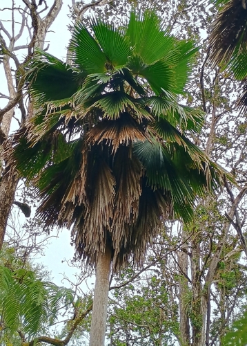 Pritchardia beccariana observed 2026-10-02