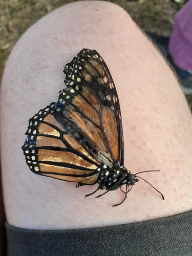 Monarch