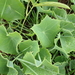 Senecio oxyriifolius - Photo Δεν διατηρούνται δικαιώματα, uploaded by Peter Warren