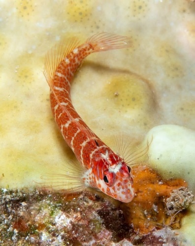 Mimoblennius cirrosus observed 2026-10-02