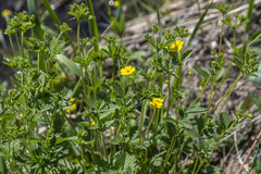 Potentilla chrysantha