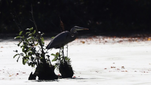 Great Blue Heron