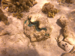 Tridacna derasa